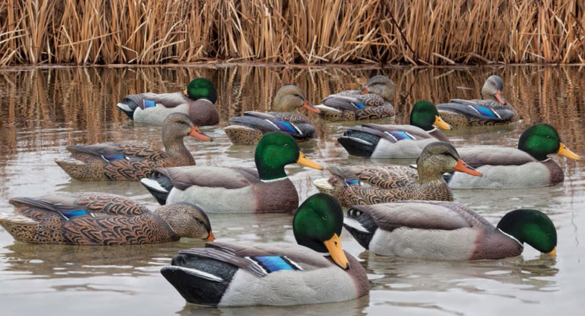 Duck decoys on the water
