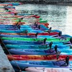 Multiple kayaks of different types and colors in the marina
