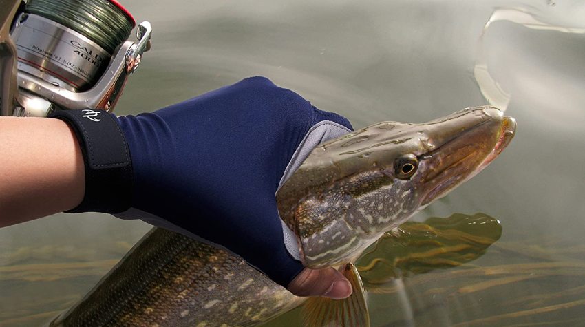 A angler's hand in blue glove holds a pike