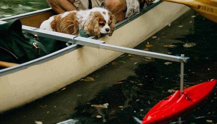 A dog looks at a red kayak stabilizer from white canoe
