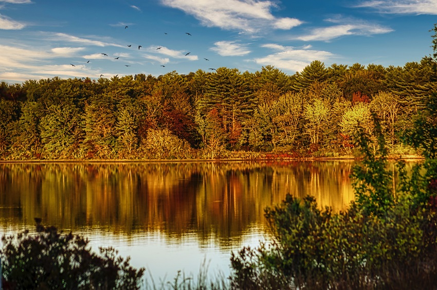 Trees changing their fall colors at a lake in Massachusetts