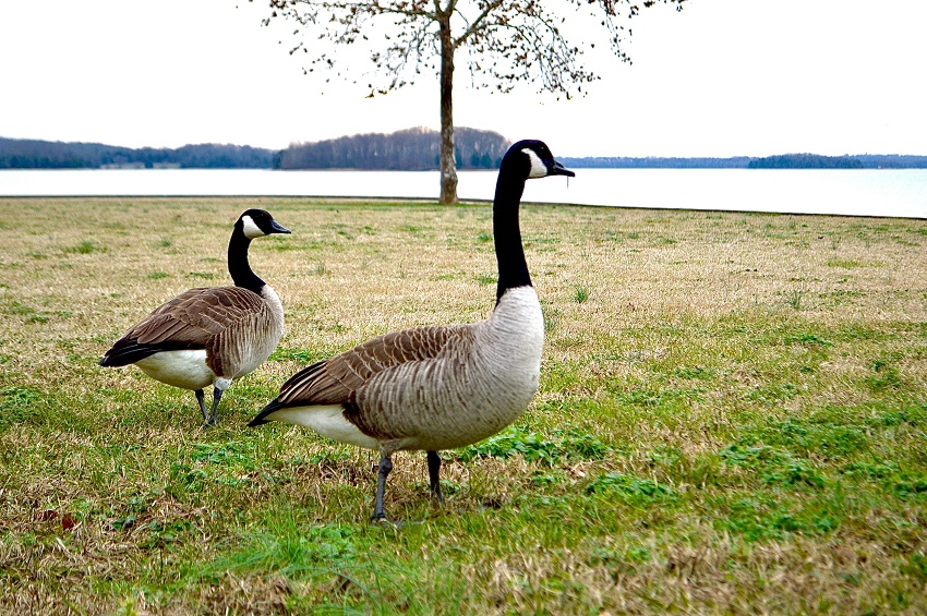 Two wild geese near the Percy Priest lake