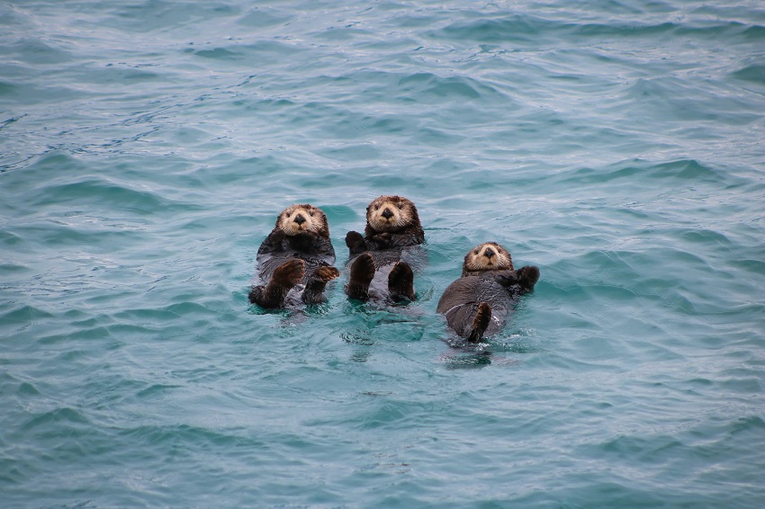 Three sea otters floating in the Gulf of Alaska, North Pacific Ocean in Kenai Fjords
