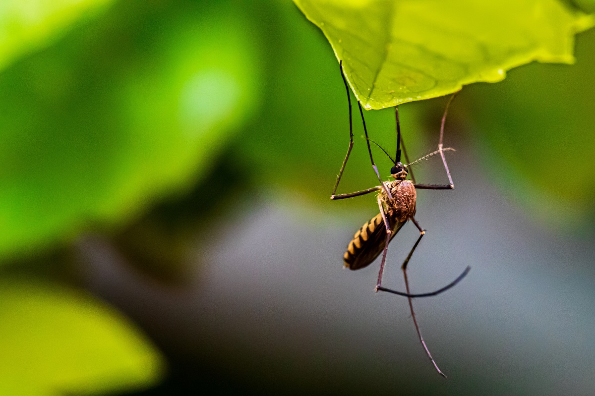 A mosquito sits on a green leaf