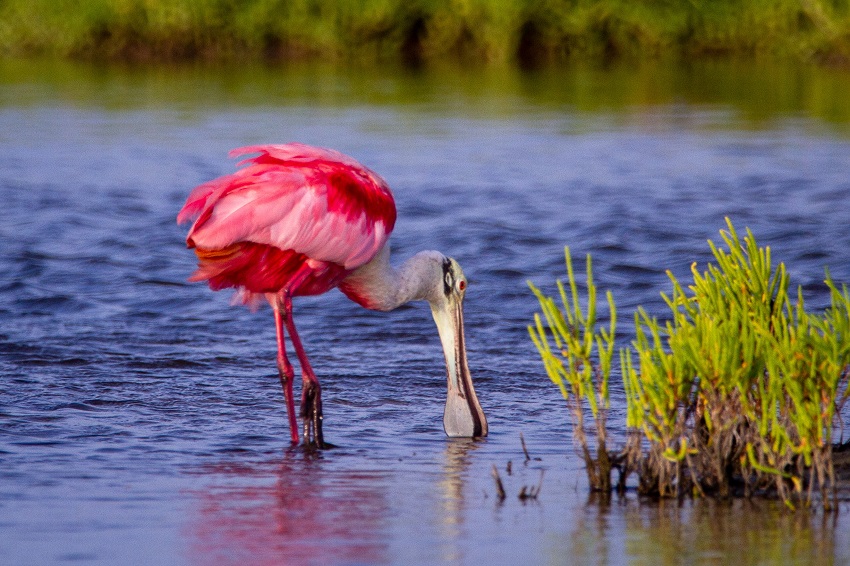 A roseate spoonbill catches some fish in the water