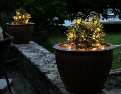 Copper wire lights band two garden plants  