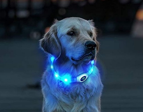 A dog is with a collar light on its neck