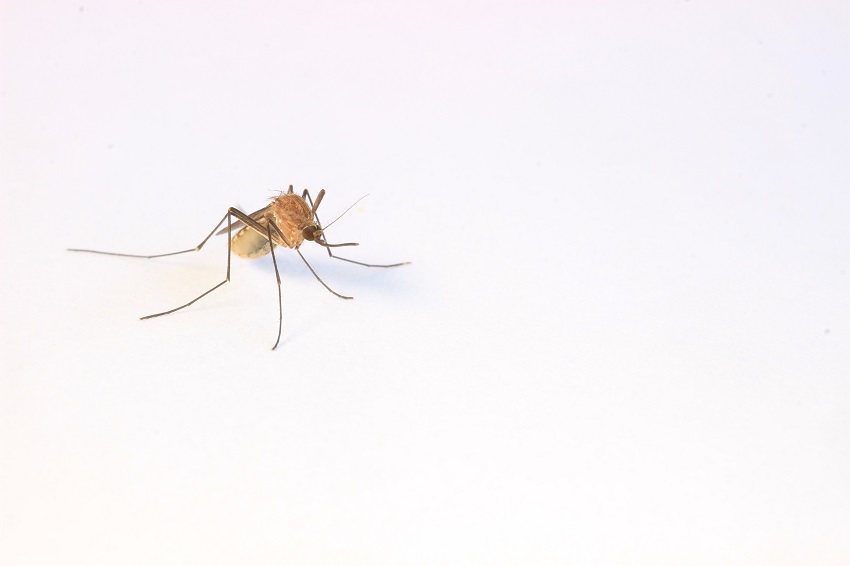 A mosquito