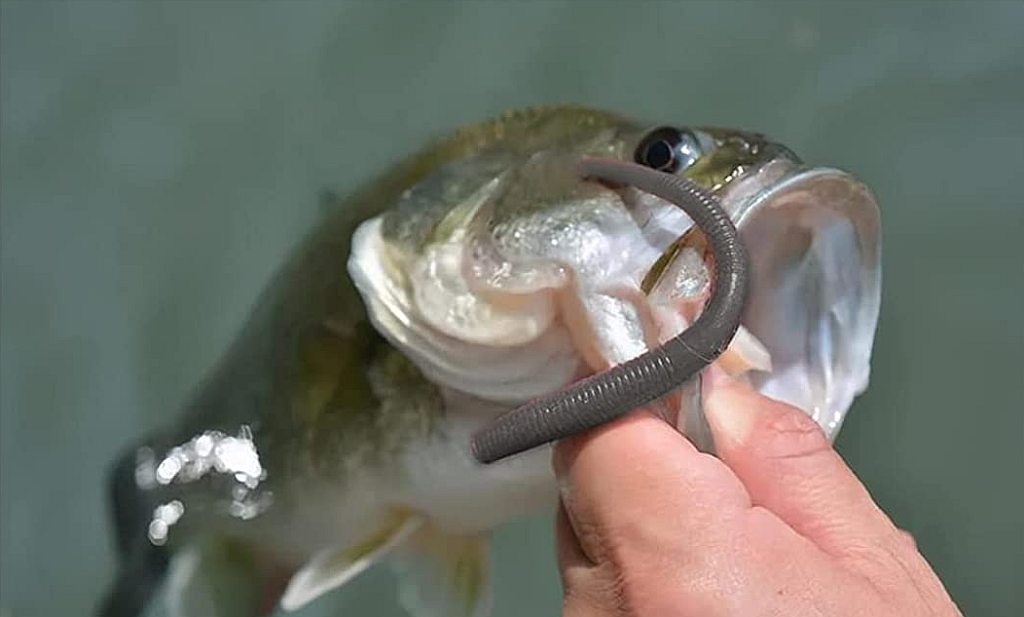 A bass caught with a wacky rig
